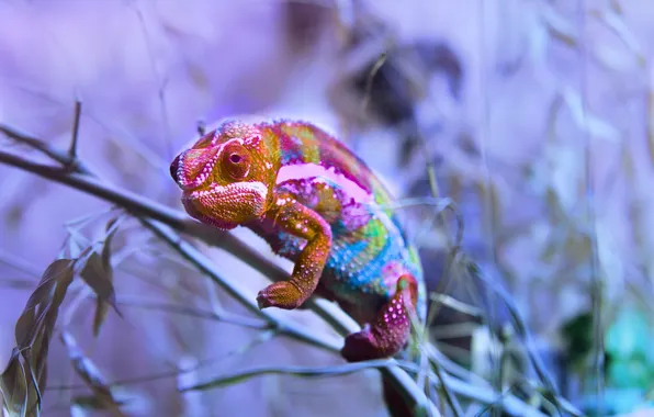 Picture nature, chameleon, color