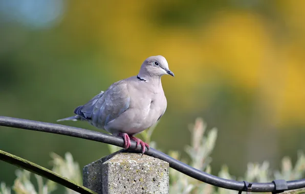 Nature, background, bird