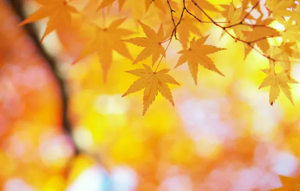 Picture autumn, leaves, light, glare, branch, blur, yellow, leaves