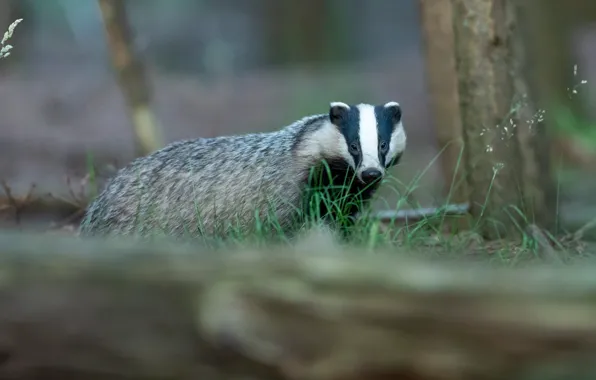 Forest, look, nature, log, bokeh, badger