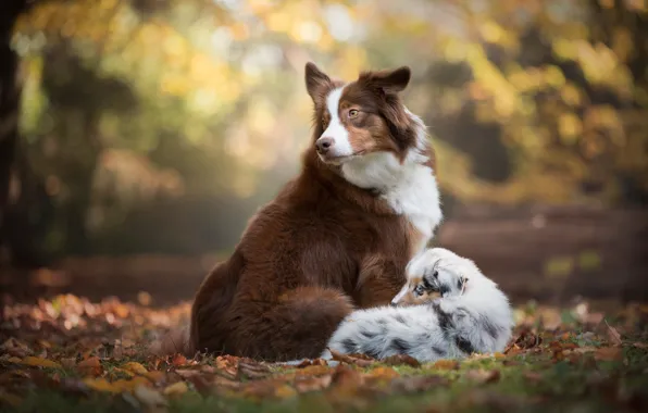 Autumn, dogs, leaves, foliage, puppy, bokeh, Australian shepherd, The border collie