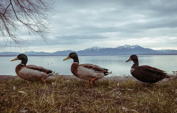 Nature, winter, mountains, mountain, birds, three, pond, ducks