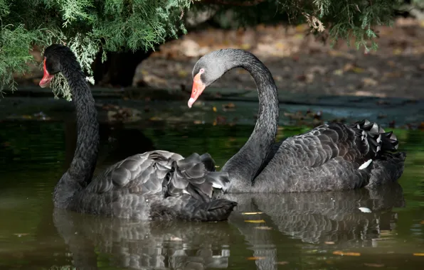 Birds, pair, swans, pond