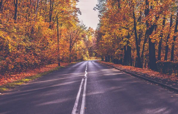 Road, autumn, forest, leaves, the sun, trees, yellow