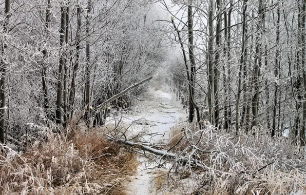 Winter, frost, forest, snow, clearing, fallen tree