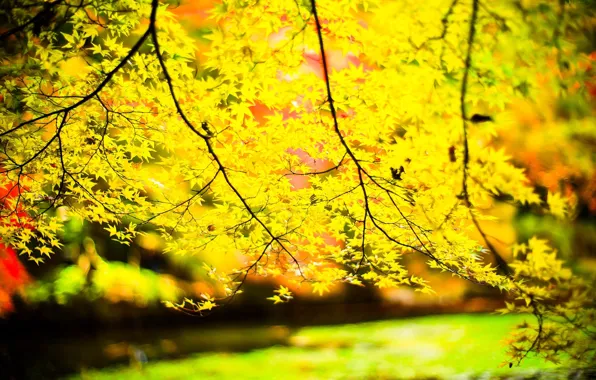 Picture leaves, the sun, macro, trees, branches, background, tree, widescreen