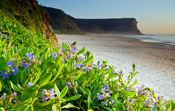 Picture sea, beach, flowers, nature