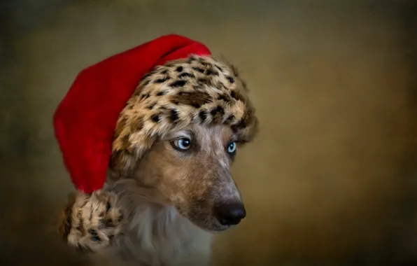 Look, each, holiday, dog