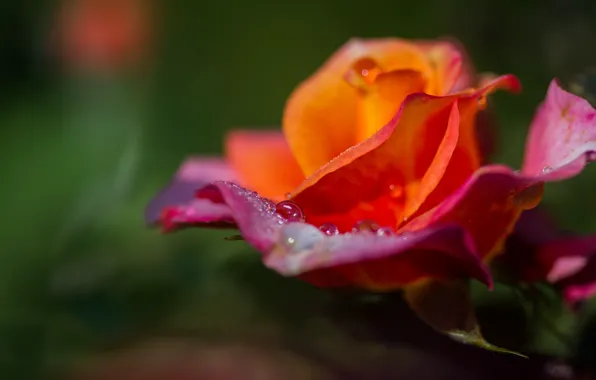 Flower, drops, flowers, green, background, rose, orange, blur