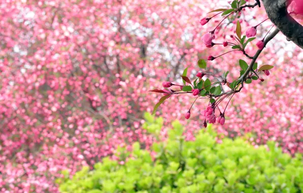 Picture flowers, branches, spring, garden, pink, Apple, flowering, bokeh