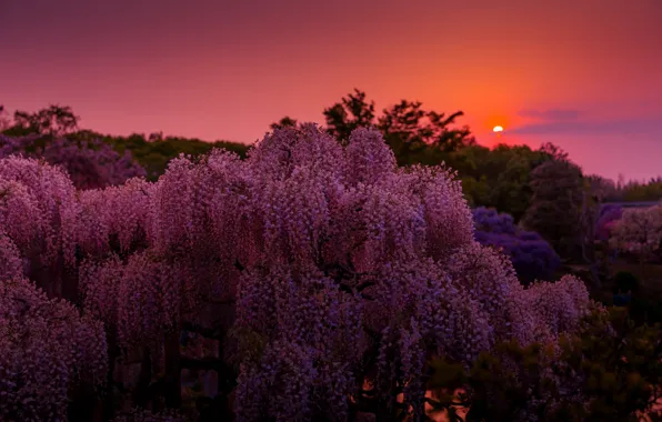 The sky, the sun, trees, sunset, flowers, the evening, pink, Wisteria