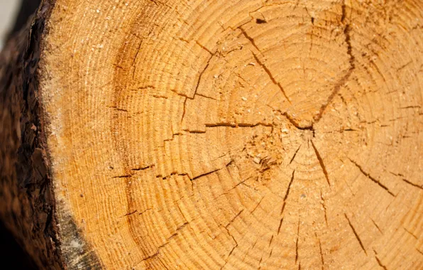 Forest, tree, texture, forest, wood, texture, slice, furniture
