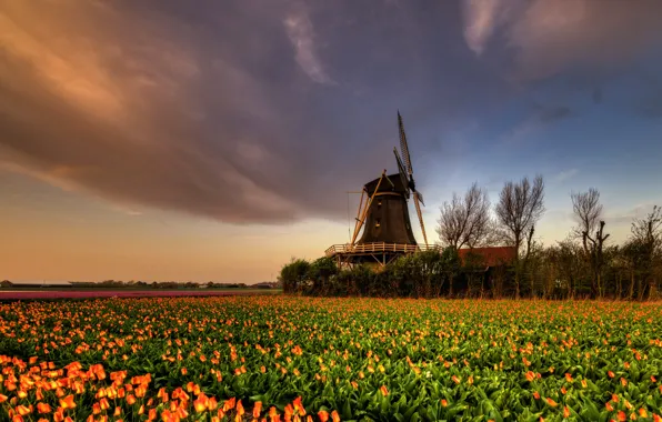 Greens, field, the sky, clouds, trees, flowers, beauty, spring