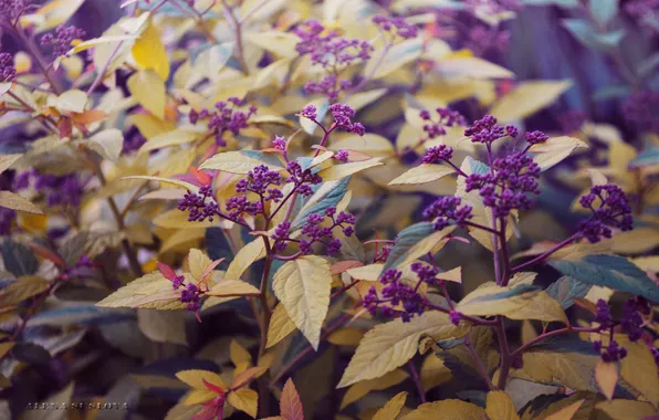 Macro, flowers, plant, inflorescence