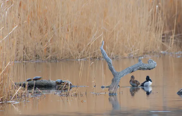 Picture lake, pond, duck, reed, log, turtles