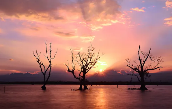 Picture trees, sunset, river