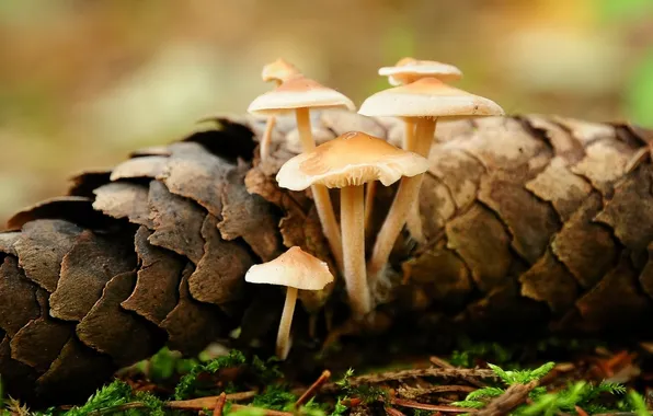 Macro, mushrooms, bumps