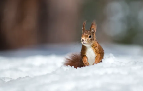 Winter, snow, protein, red, bokeh, rodent, pet