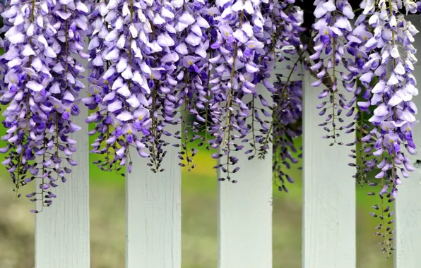White, the fence, purple, hanging, flowers. Wisteria