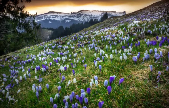 Spring, Switzerland, The Canton Of Bern, Emmental