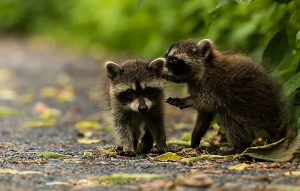 Autumn, look, leaves, pose, background, pair, raccoon, kids