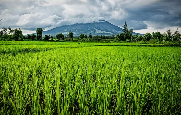 Greens, field, grass, the sun, clouds, trees, mountain, Philippines