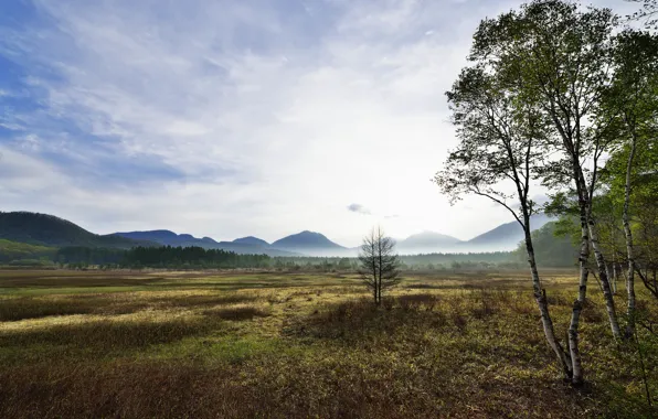Picture trees, mountains, fog, valley, birch