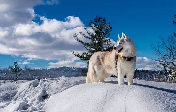 Winter, snow, nature, dog, husky