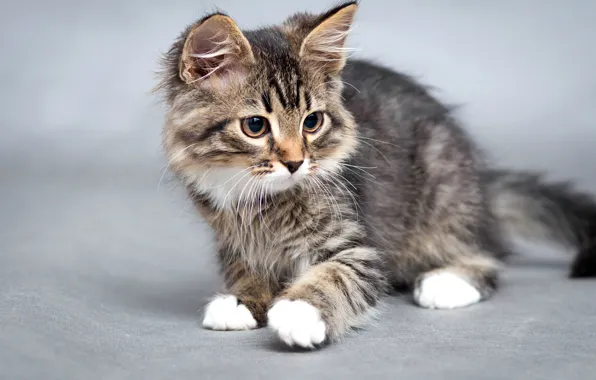 Cat, cat, background, muzzle, kitty, bokeh