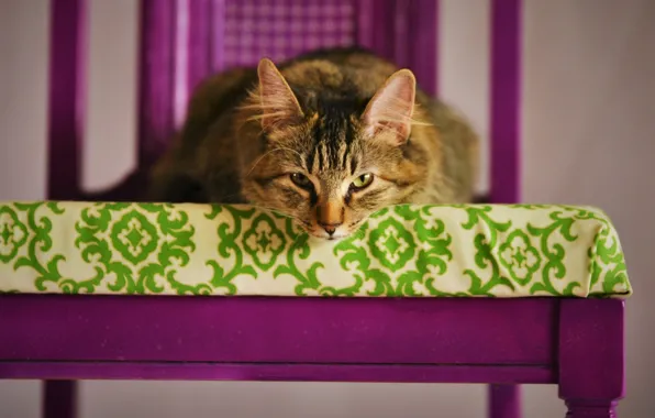 Cat, eyes, look, background