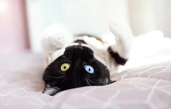 Cat, cat, black and white, lies, different eyes