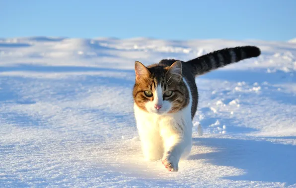 Picture winter, cat, cat, snow, walk