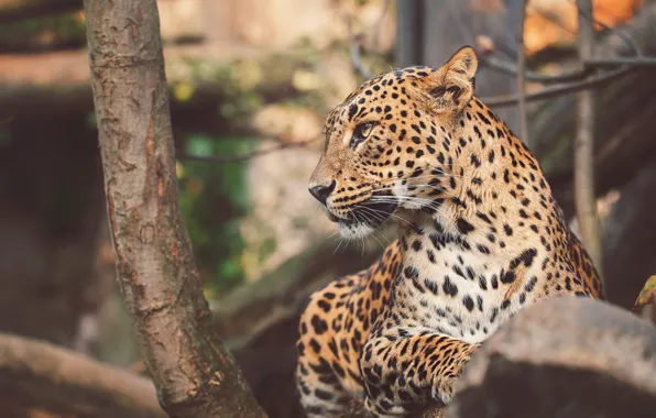 Picture look, face, trees, branches, portrait, leopard, profile