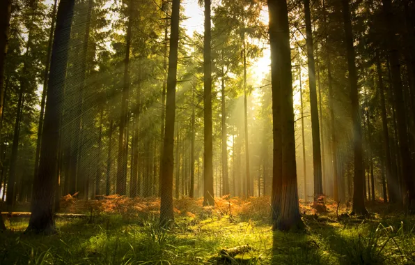 Picture forest, rays, light, trees, pine