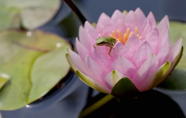 Flower, macro, frog, Nymphaeum, water Lily