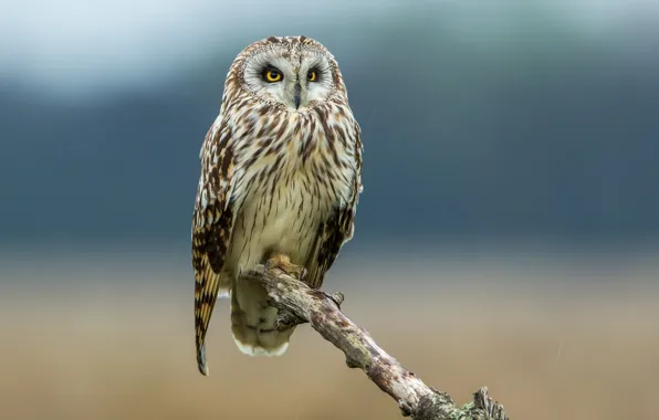Bird, bitches, Short-eared owl