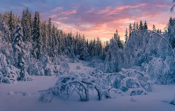 Winter, forest, snow, trees, dawn, morning, ate, Norway