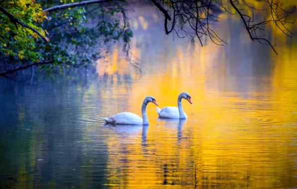 Picture on the lake, tree branches, pair of swans