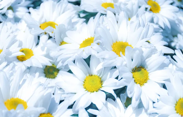 Macro, flowers, chamomile, petals, white, a lot, leucanthemum