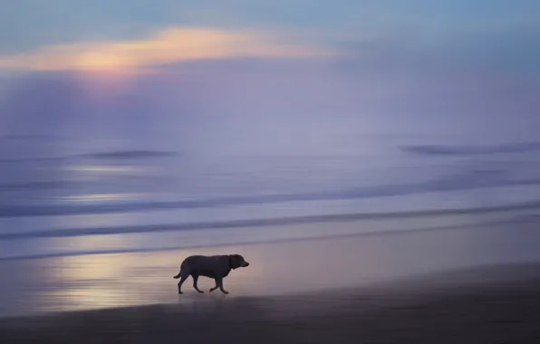 Picture sea, sunset, dog