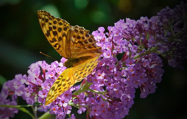 Macro, Butterfly, Flowers, Flowers, Macro, Butterfly