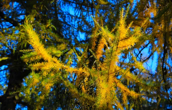Autumn, tree, fall, pine, twig