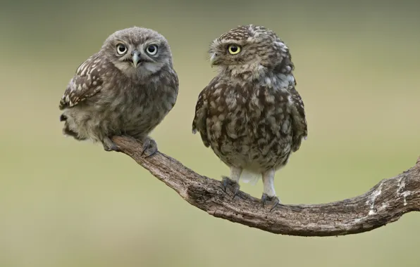 Picture birds, two, branch, owls