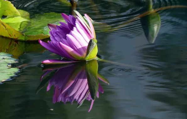 Water, reflection, Nymphaeum