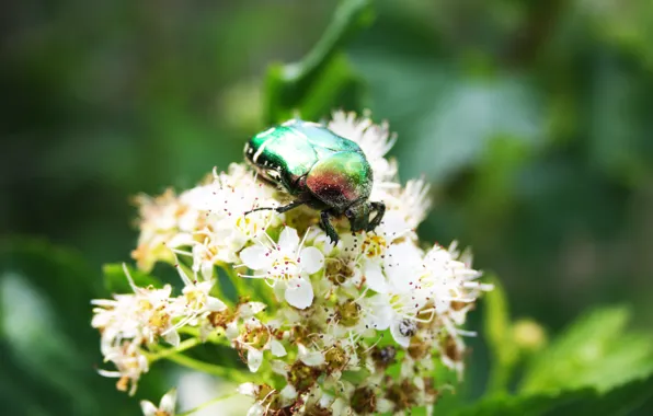 Picture summer, the sun, beetle, brantovka