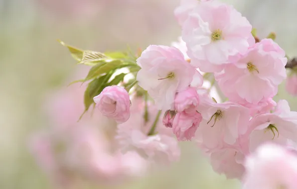 Cherry, pink, tenderness, Sakura