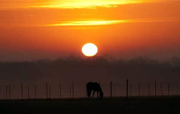 Picture landscape, sunset, horse