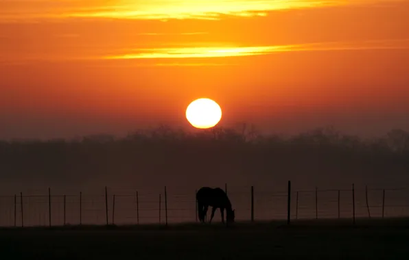 Landscape, sunset, horse