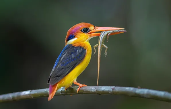 Picture bird, lizard, Black-backed Kingfisher