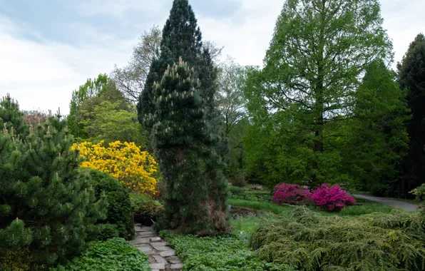 Picture greens, the sky, grass, clouds, trees, flowers, Park, Germany